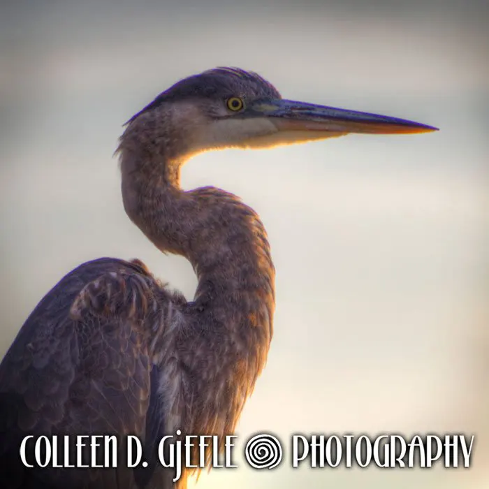 Closeup of Great blue heron